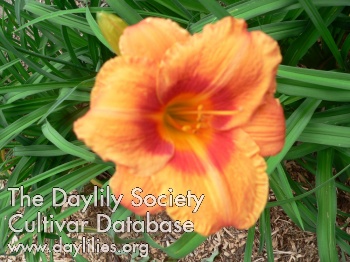 Daylily Apples and Oranges